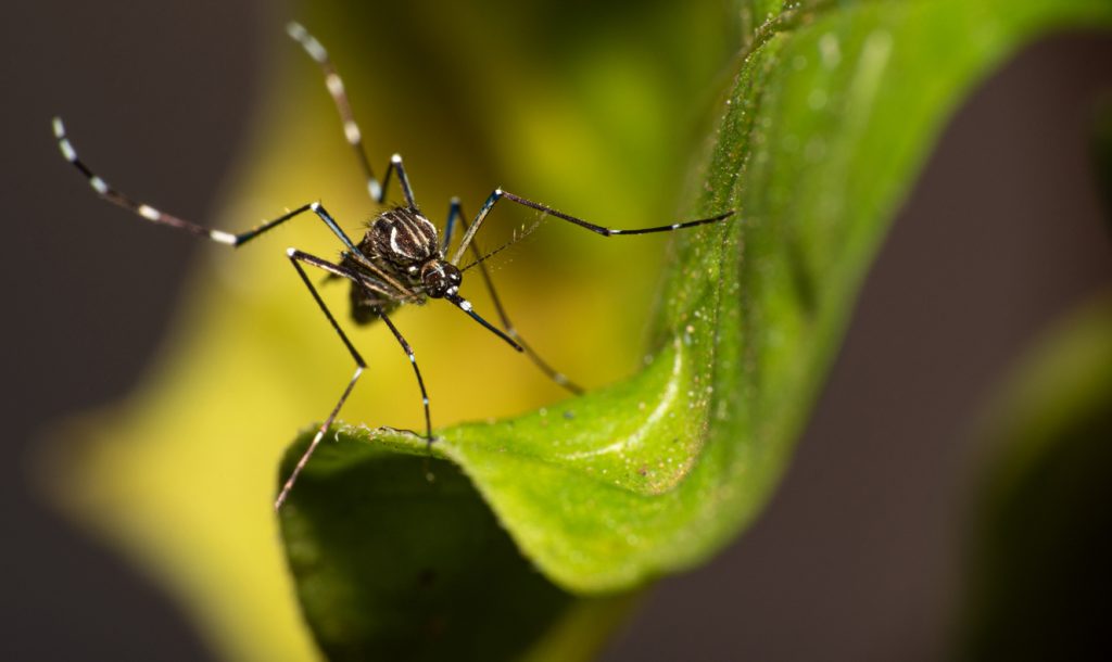 Morte de mulher com 31 anos com suspeita de Dengue é investigada em Birigui