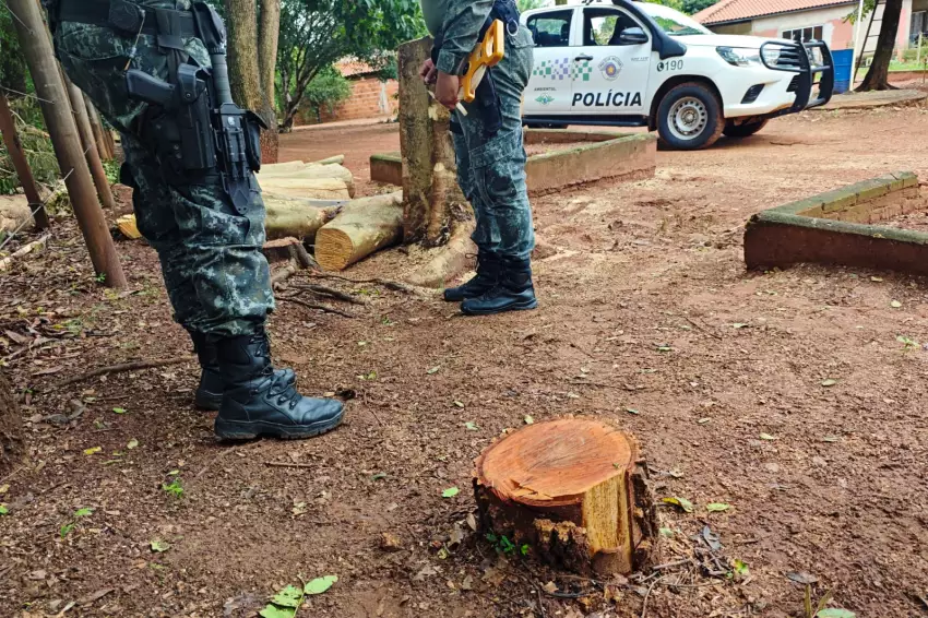 Morador de Andradina é multado pelo corte de 6 árvores nativas