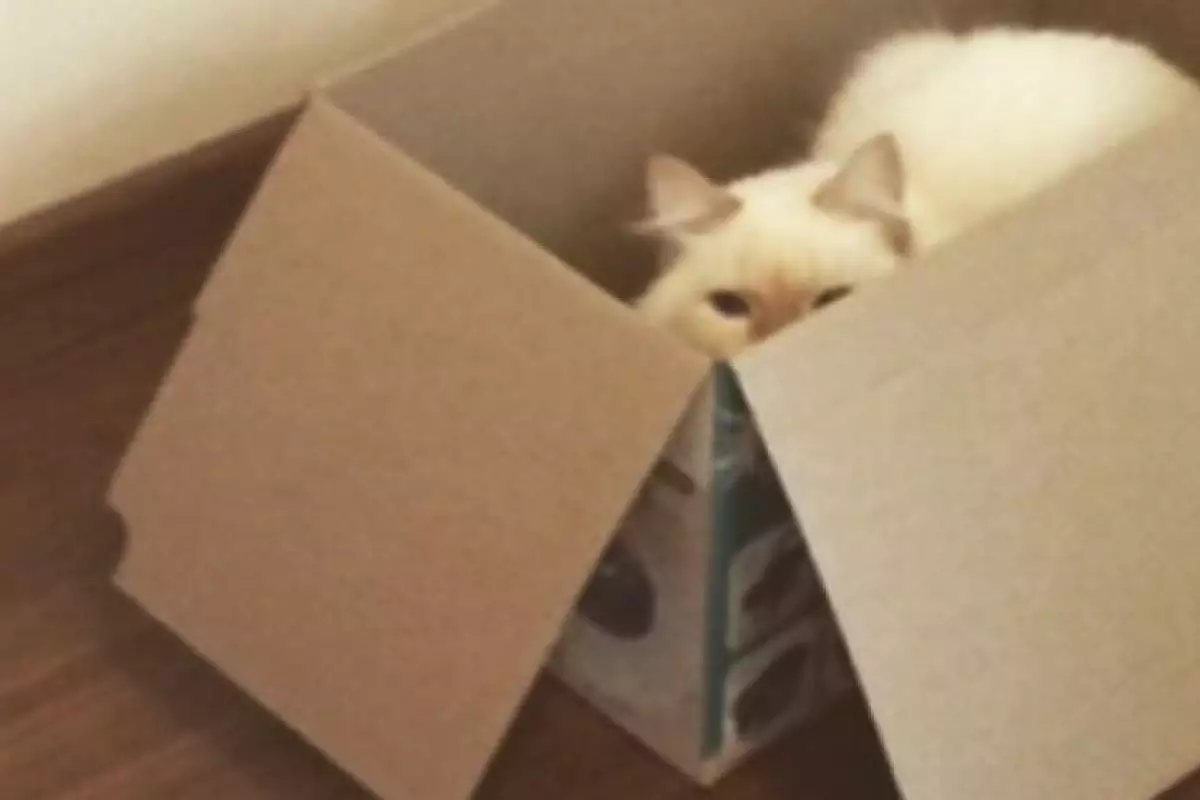 Tutor que arremessou gato de apartamento é preso
