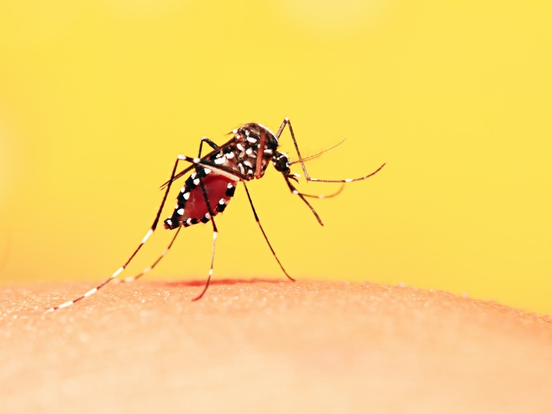 Assunto sério pode ter sido alvo de Fakenews“2 Mortes por Dengue” em Andradina é informação falsa 