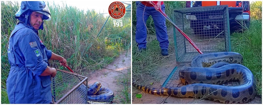 Cobra Sucuri de mais de 5 metros é capturada pelo Bombeiro na zona rural de Castilho