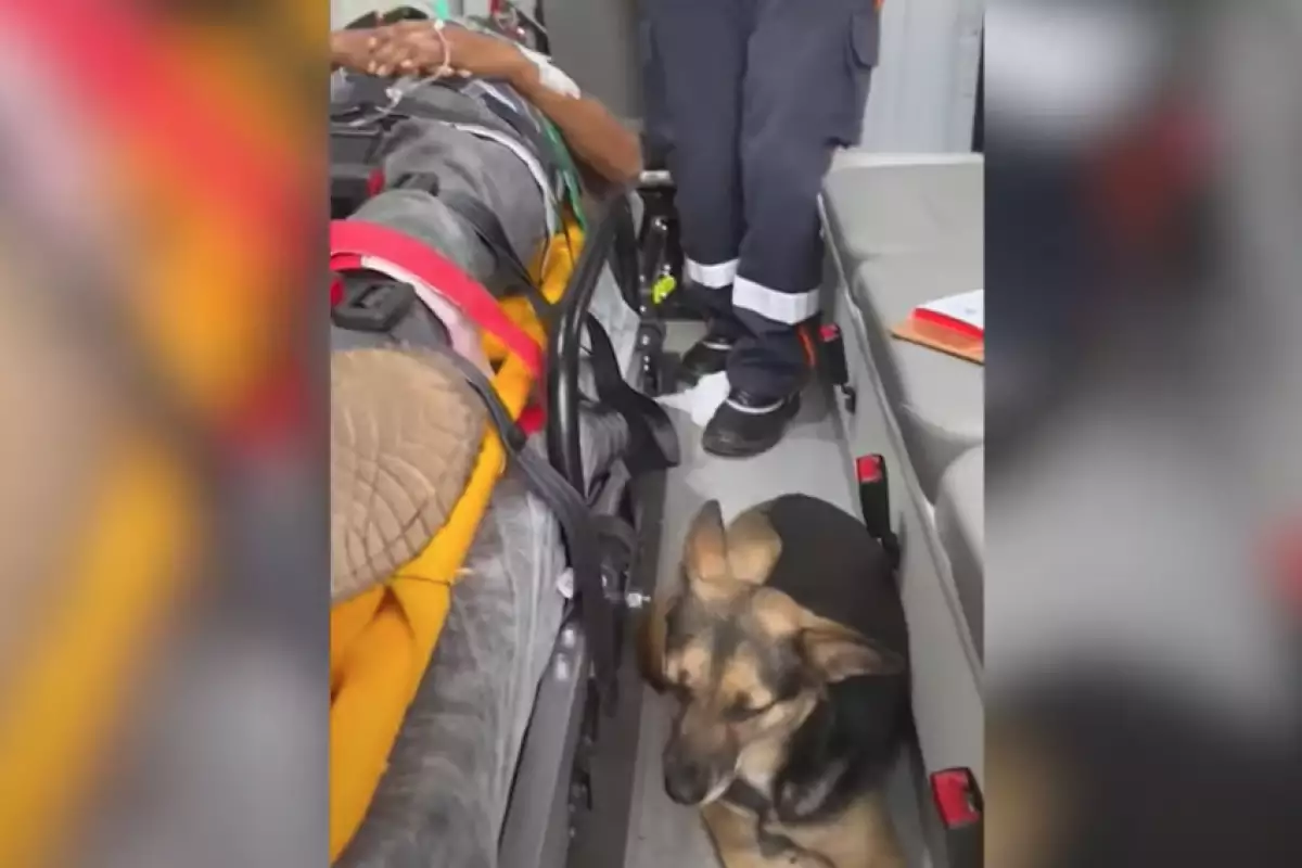 Cachorrinha vai de ambulância com tutor até o hospital