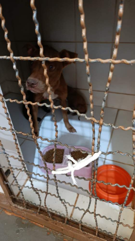 Ocorrência de maus-tratos a animais no bairro Jardim Europa em Andradina termina com multa e resgate dos animais
