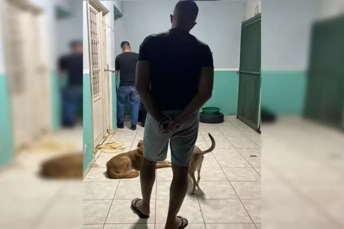 Cães morrem após procedimentos de falso veterinário