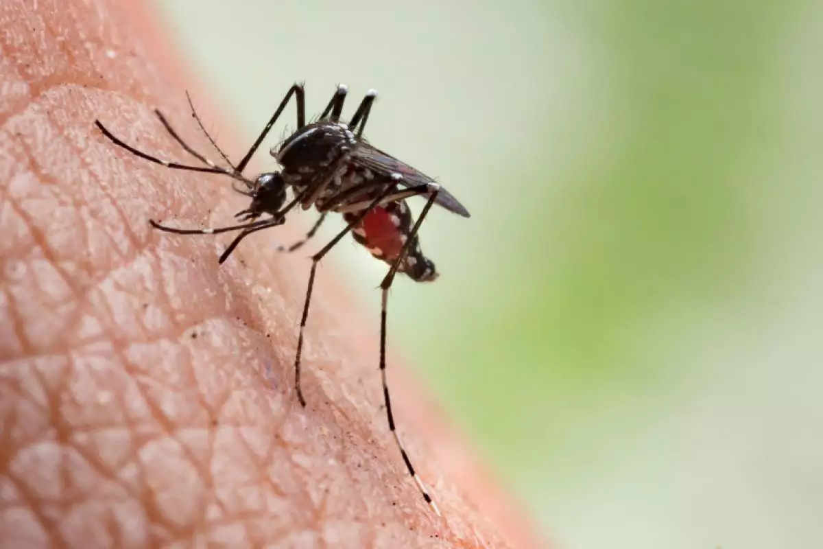 Araçatuba vive surto de chikungunya com aumento de casos