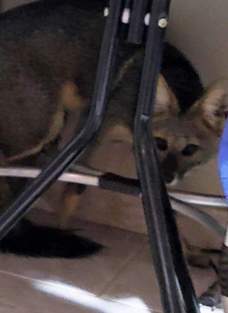 Raposa invade residência em Andradina e surpreende moradores ao acordarem