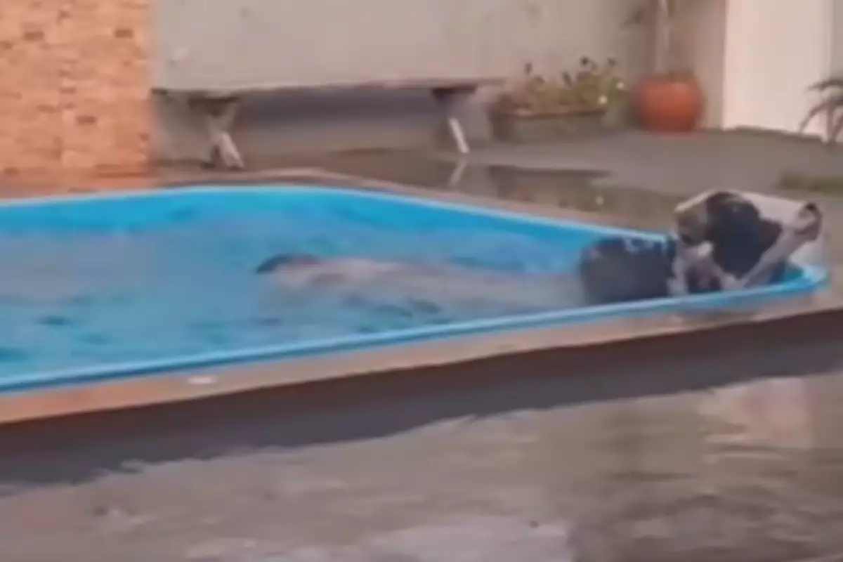 Boi invade quintal, cai na piscina e dá trabalho à vizinhança