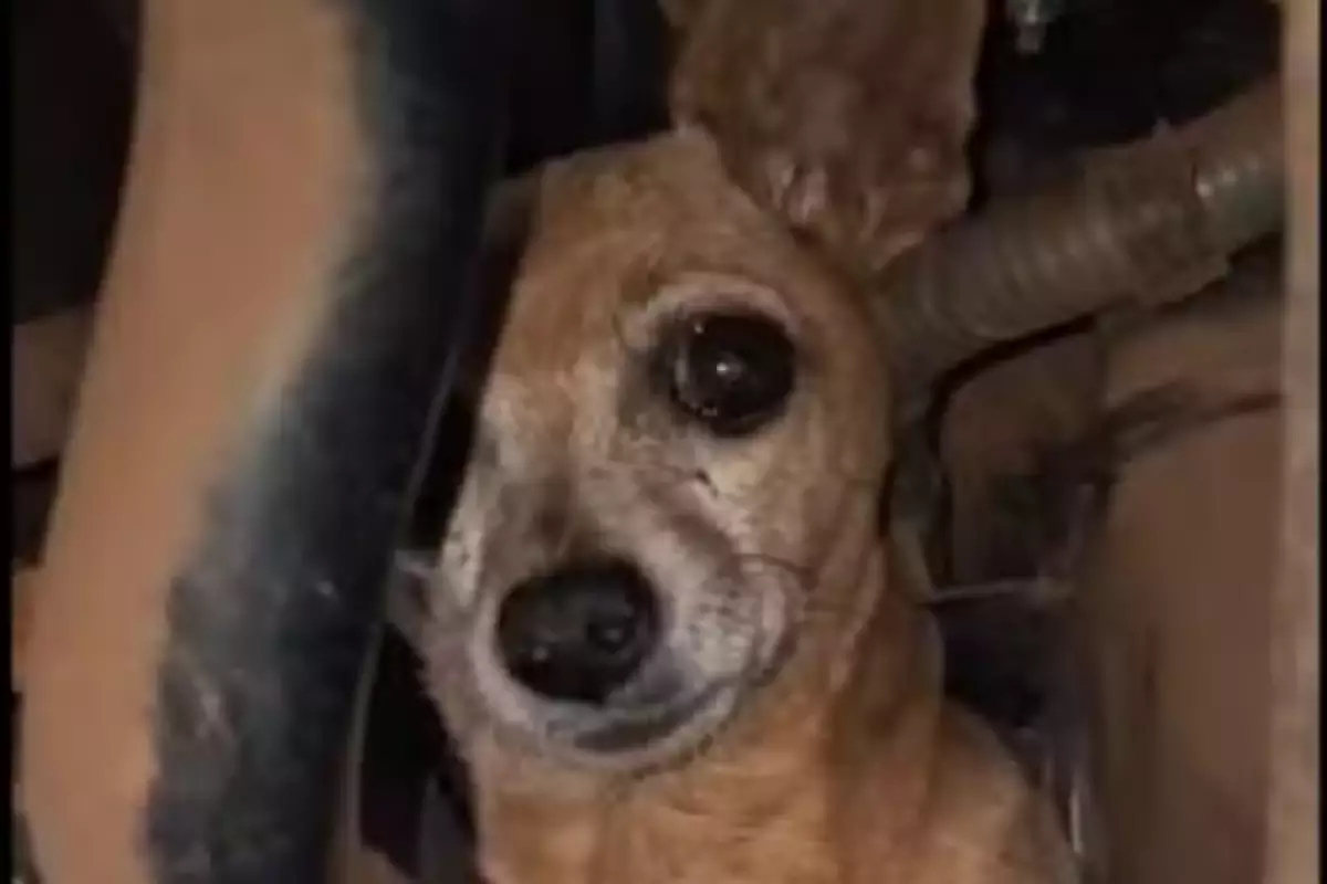 Cachorrinha Xuxa viaja 300km no motor do carro da dona