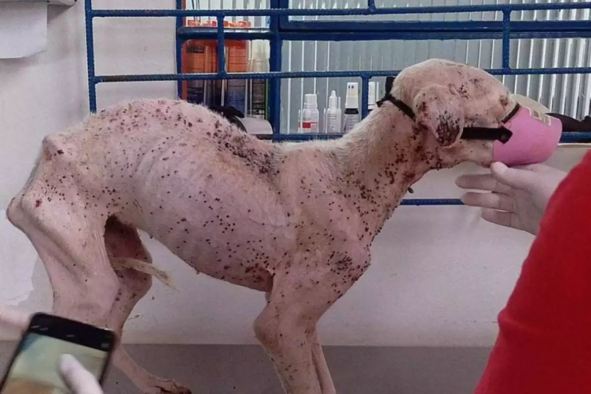 Pitbull morre após ser resgatada em situação de abandono
