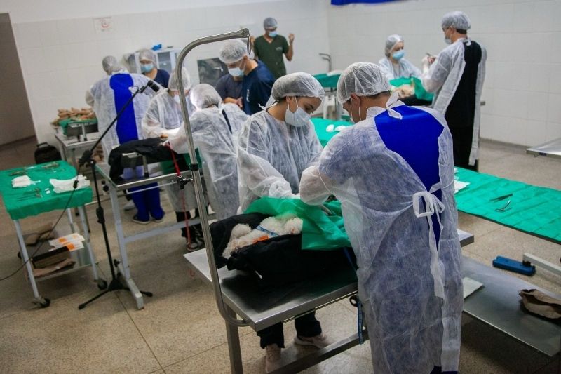 Andradina realiza 3º Mutirão de Castração e Chipagem de gatos em agosto com agendamento gratuito