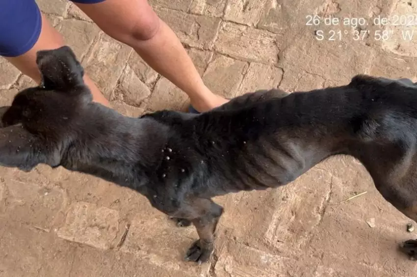 Cachorra desnutrida é resgatada e tutor recebe multa de R$ 3 mil