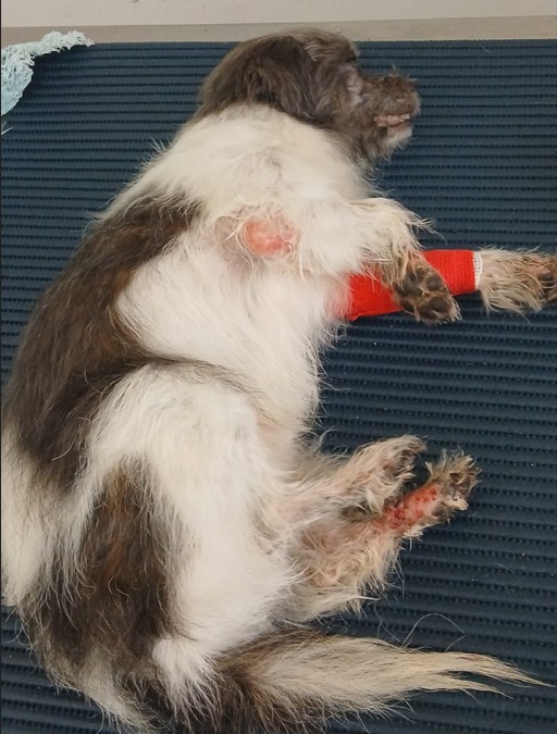 O pet é o melhor amigo do homem. O homem é o melhor amigo do pet? Maus-tratos a animais no Benfica em Andradina acaba em prisão
