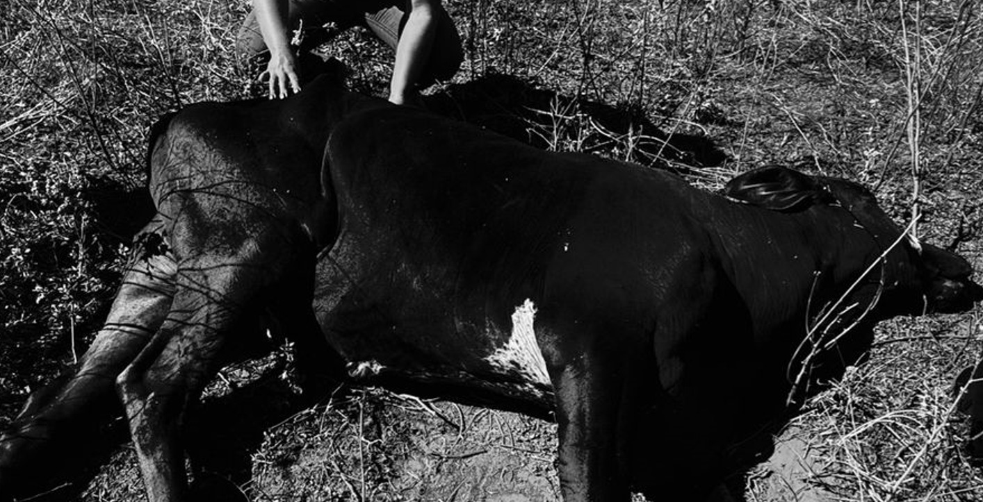 Maus tratos a animais registrado em sítio de Andradina