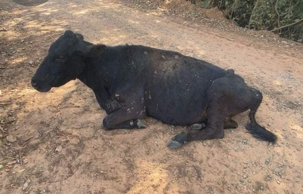 Polícia Ambiental aplica multa de R$ 15 mil por maus-tratos a gado em Castilho