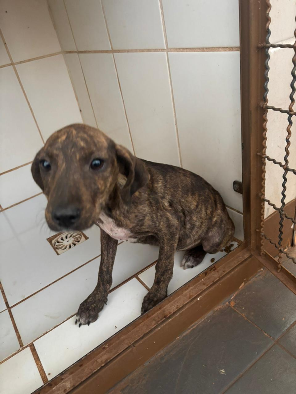 Causa animal resgata 4 cães vítimas de maus tratos