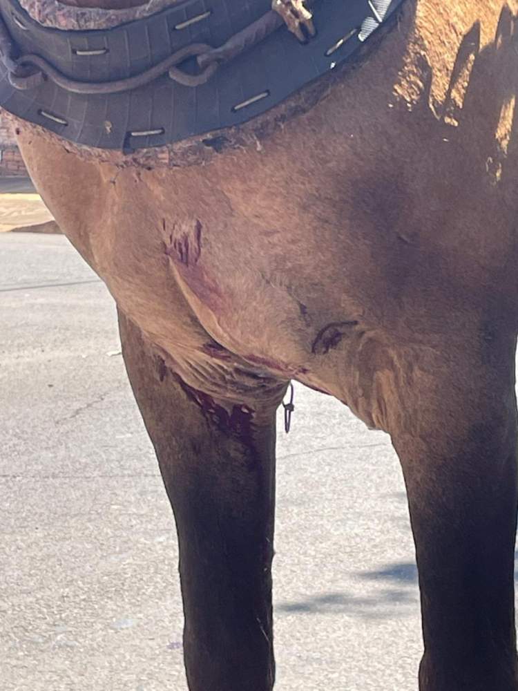 Pitbull ataca cavalo em via pública em Andradina
