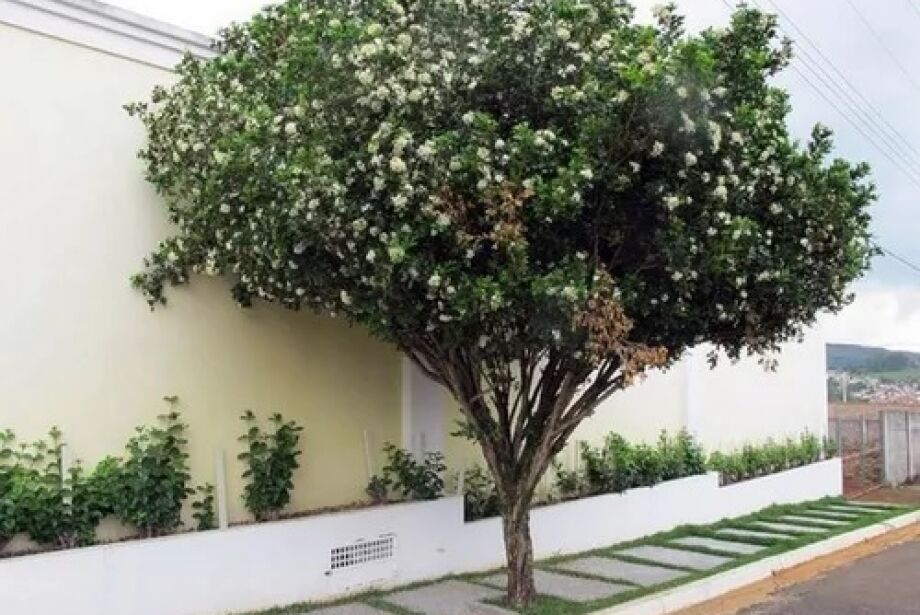 Secretaria da Agricultura e do Meio Ambiente de Andradina oferece plantio gratuito de árvores em residências