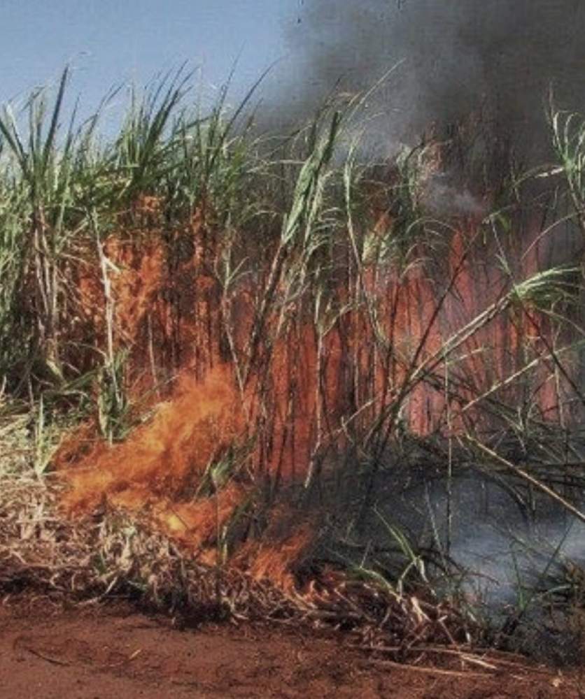 Homem é detido após provocar incêndio em plantação de cana em Castilho