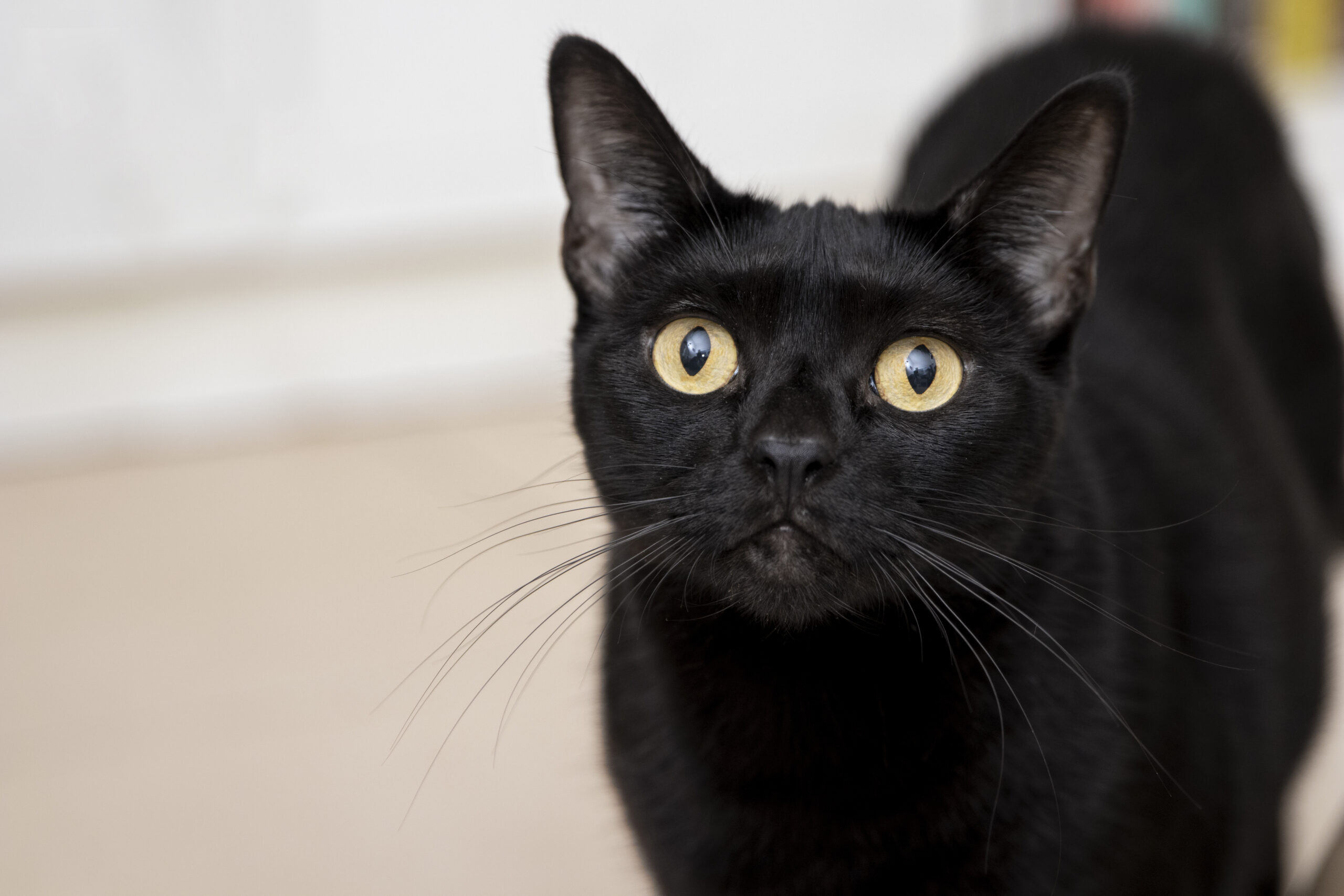 Dia Mundial da Conscientização do Gato Preto: Celebrando a Beleza e Quebrando Mitos