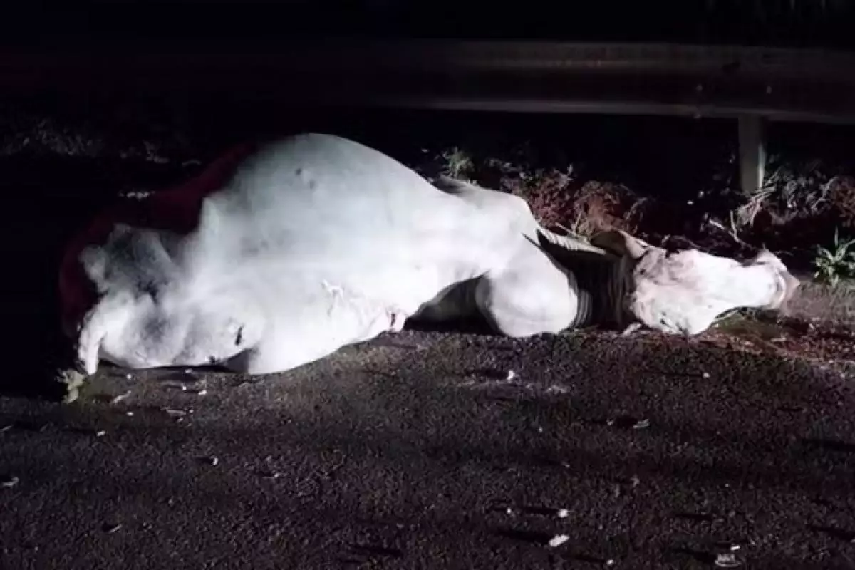 Carro atinge boi em rodovia e deixa duas pessoas feridas