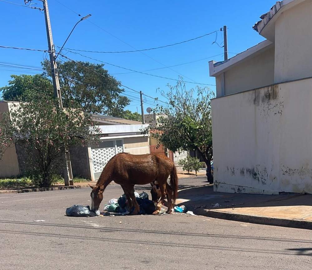 Cavalos soltos atacam lixeiras em bairros periféricos de Andradina