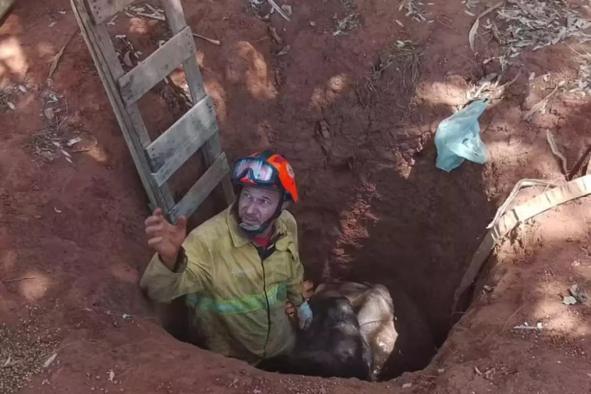 Brigada resgata vaca que caiu em buraco na zona rural de Castilho