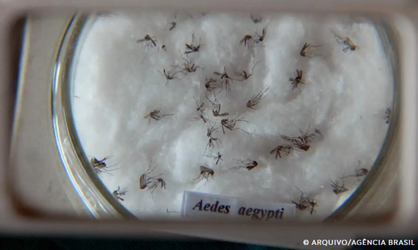 Ministério da Saúde intensificará mobilização contra dengue no Brasil
