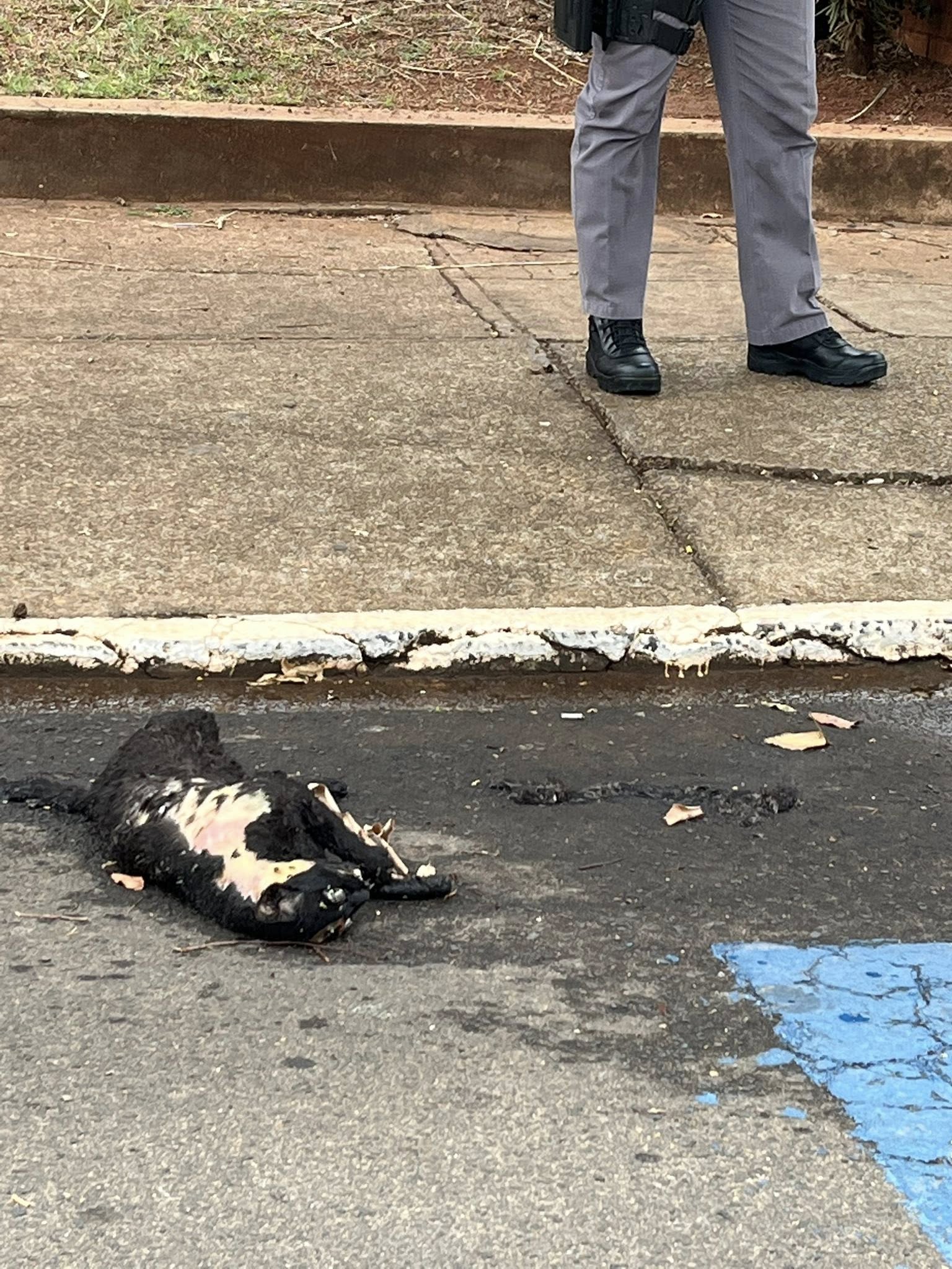 Crueldade choca Andradina: gato preto é encontrado morto em frente à Delegacia de Ensino