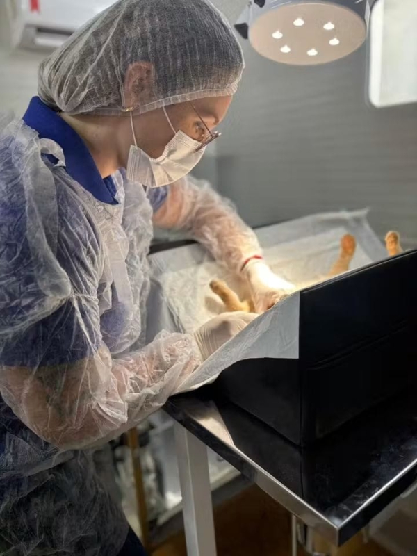 CASTRAMÓVEL ANDRADINA: Saiba como agendar a castração do seu gato