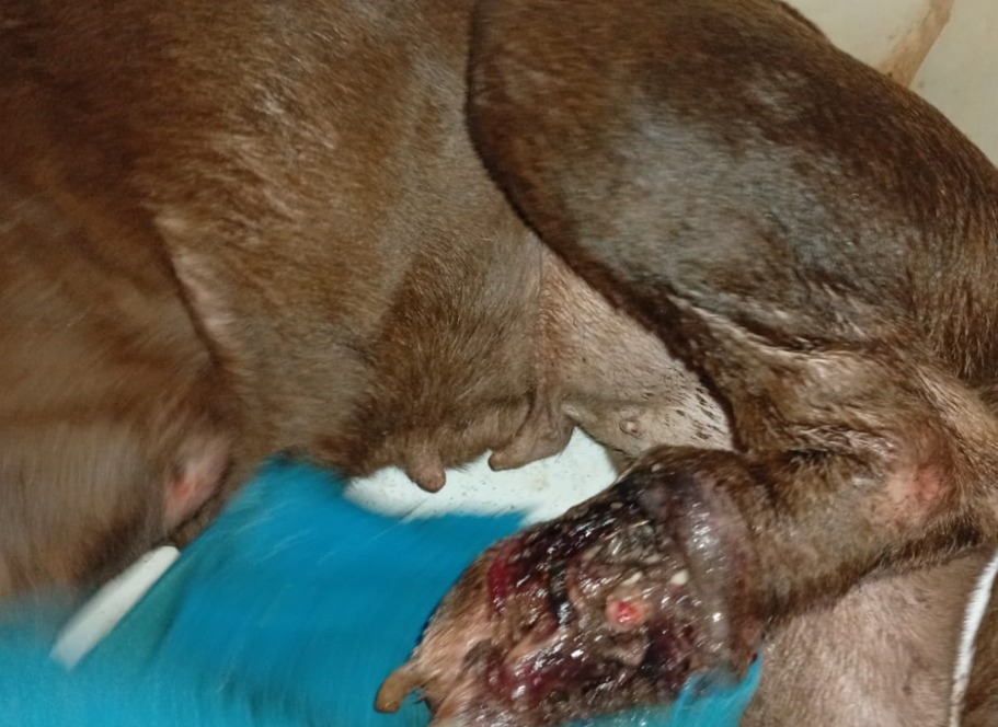 Resgate de cadela ferida mobiliza equipe do Departamento de Proteção Animal