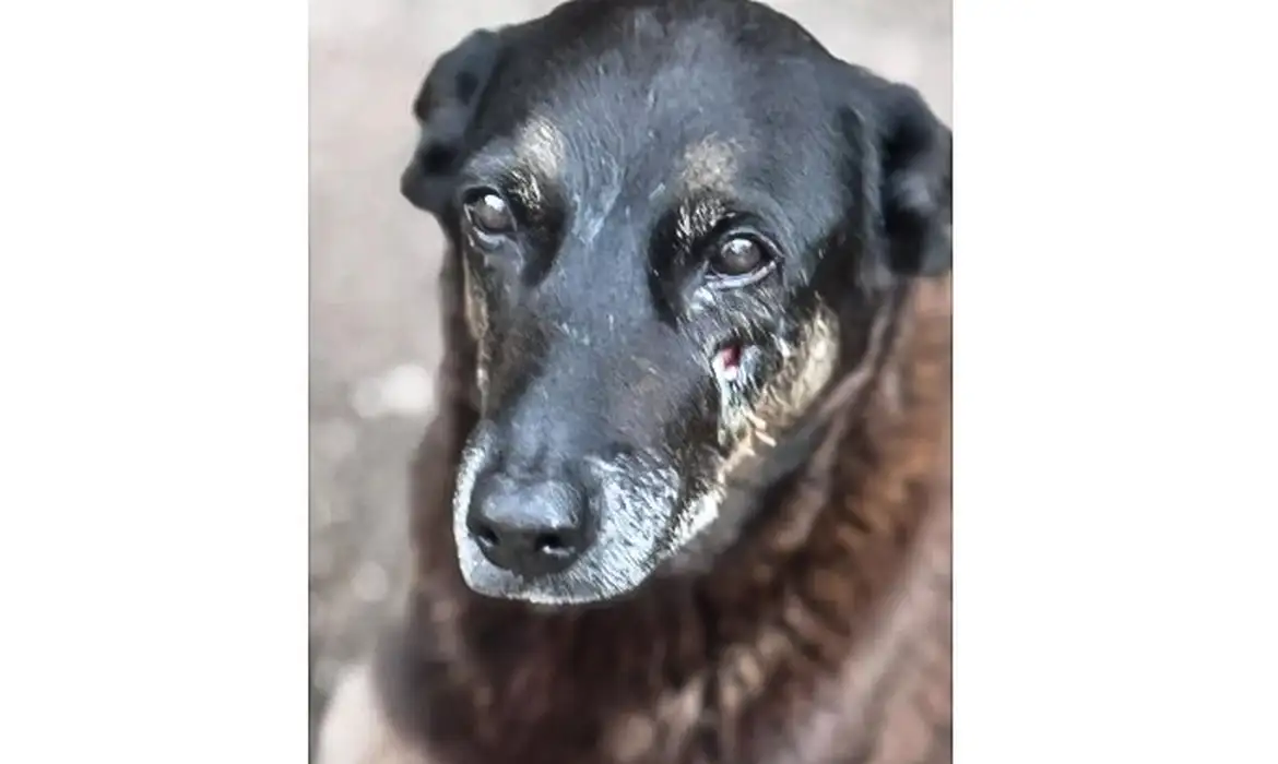 Saiba que sanções podem ser aplicadas a jovens que mataram cão Orelha