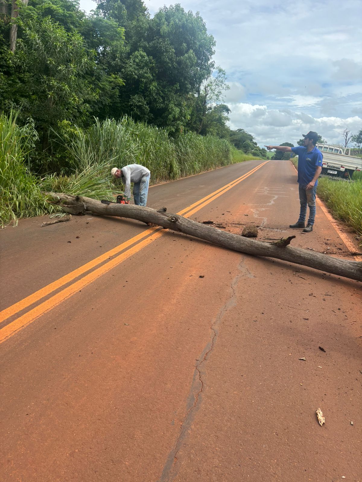 Defesa Civil faz supressão de árvores após fortes chuvas em Andradina