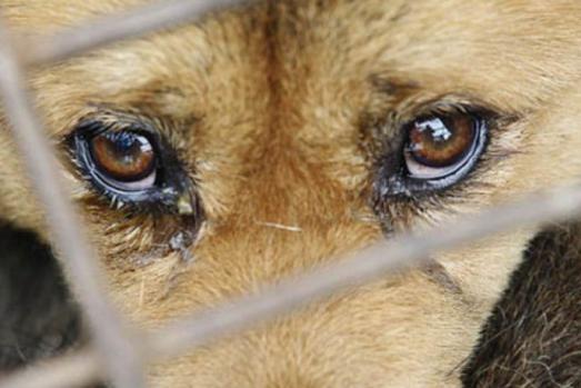 Polícia investiga morte de cachorro após agressão em Andradina