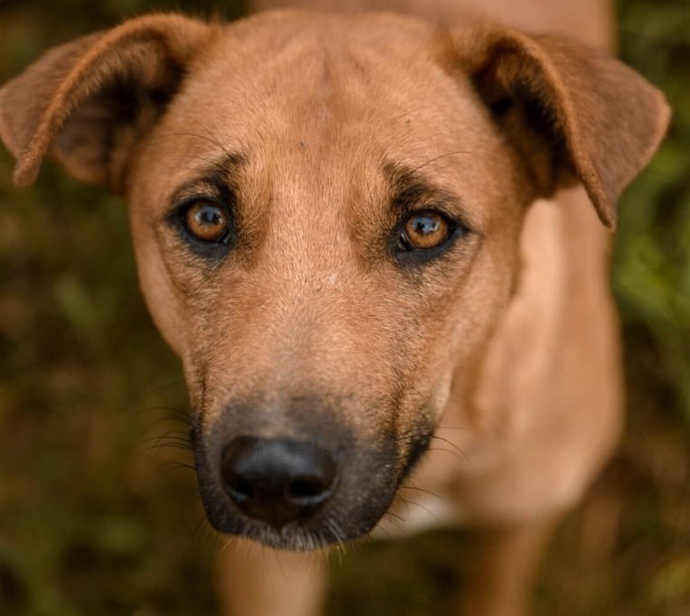 Vira-latas Duque foi agredido até à morte