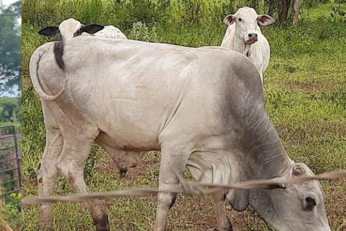 Parte de gado furtado em Ilha Solteira é recuperada em Andradina e Potirendaba