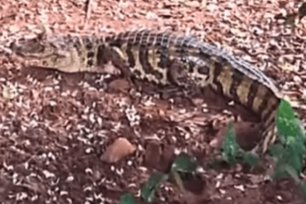 Jacaré invade quintal e assusta moradora em Mirandópolis