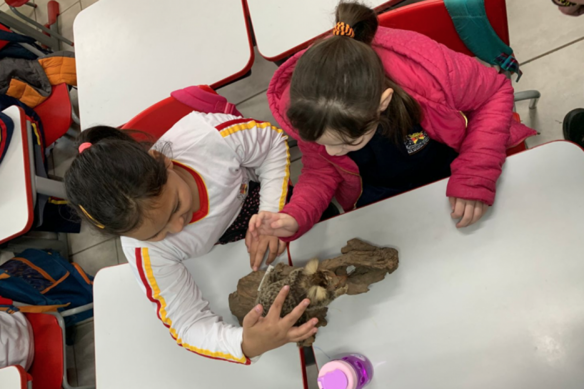 Prevenção de maus-tratos a animais entra no currículo de escolas