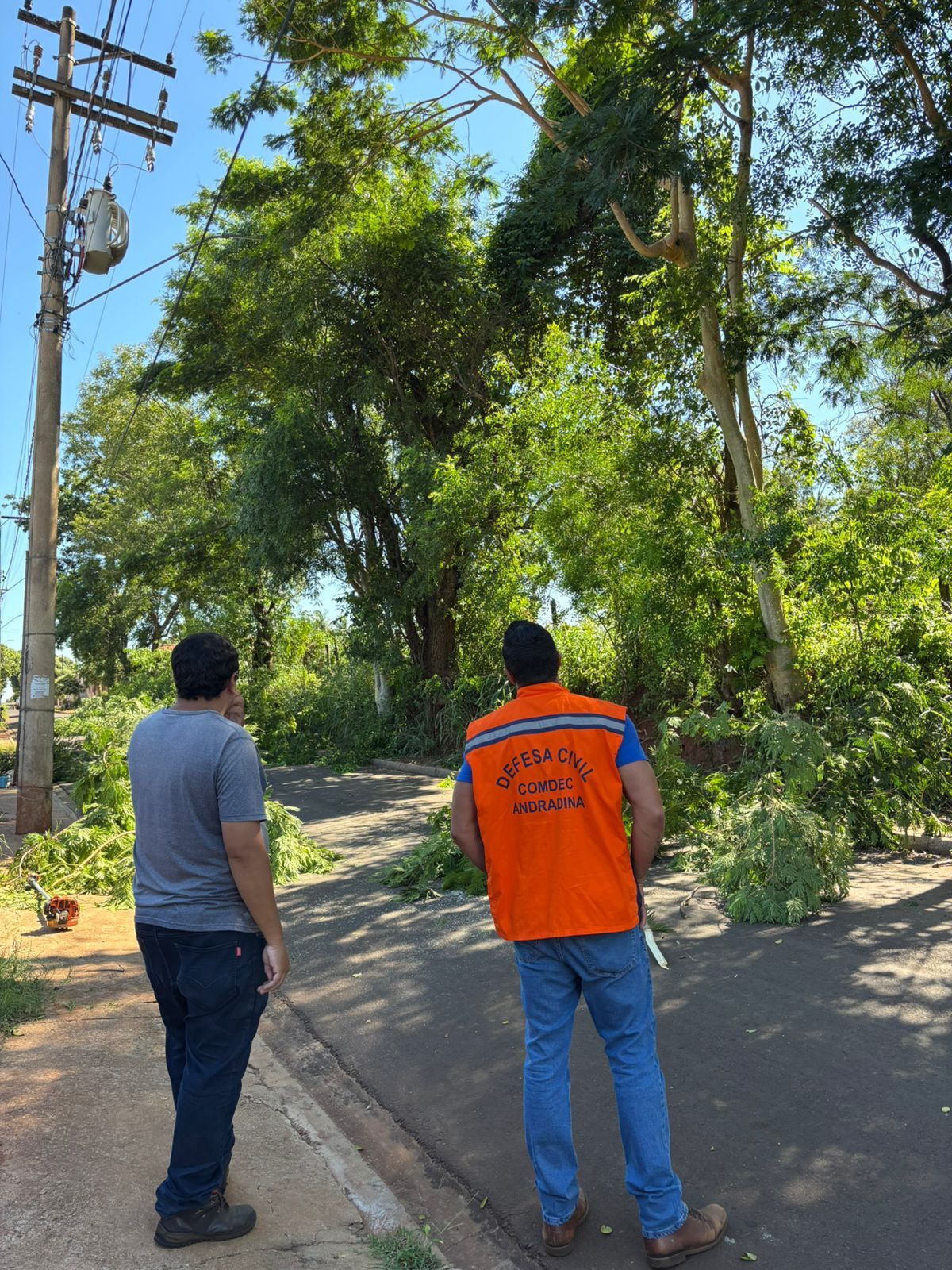 Defesa Civil realiza poda preventiva de árvores no bairro São João