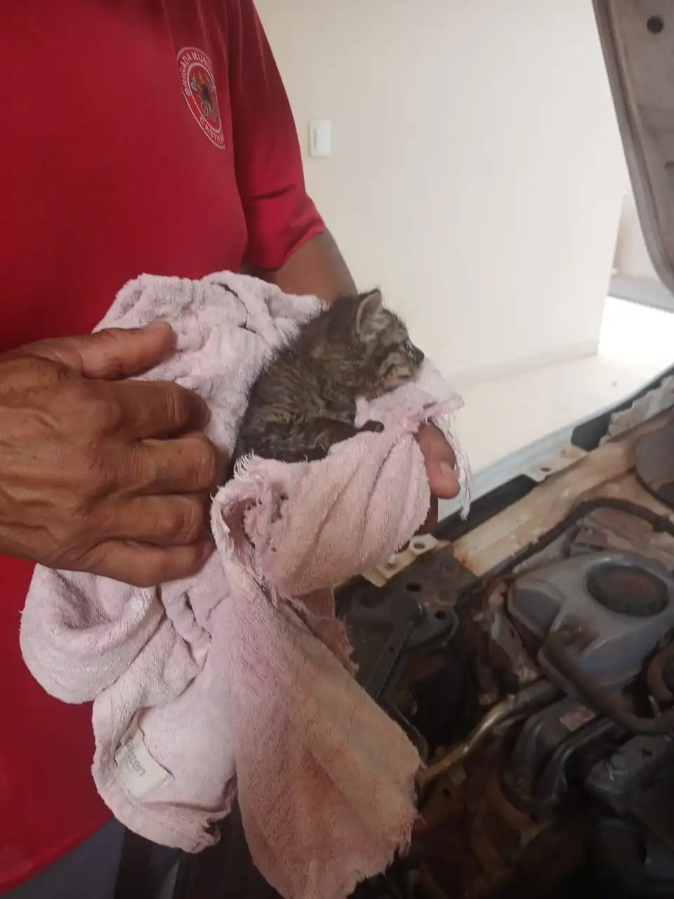 Dentro do maotor de um carro filhote de gato é resgatado em Castilho
