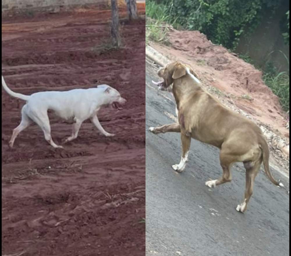Moradores vivem clima de medo após ataque de pitbulls que matou cachorro dentro de residência