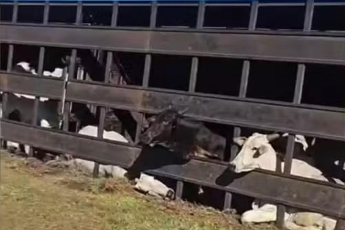 Caminhão com bois tomba e bloqueia Marechal Rondon em Guararapes