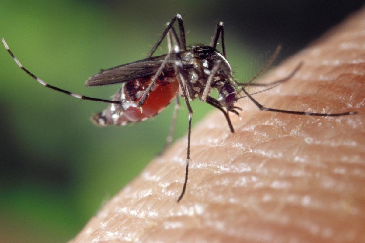 Aedes: quase metade dos municípios está em alerta ou risco