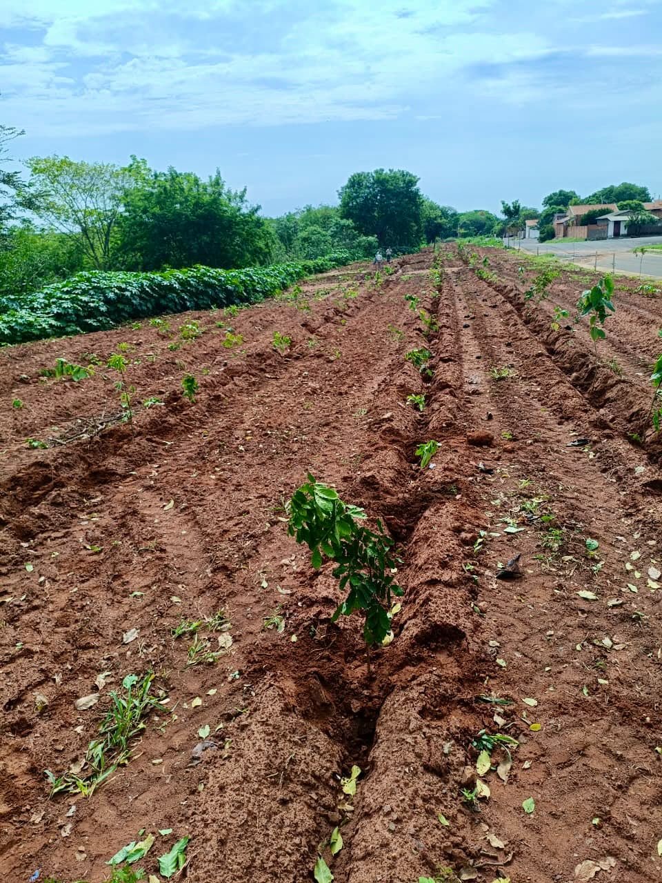Plantio de árvores promove recuperação de Área de Preservação Permanente
