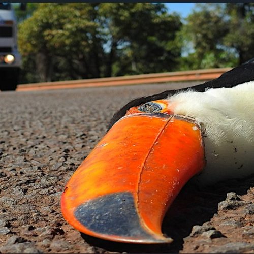 Número de animais atropelados em rodovias da região cresce 20% no fim do ano