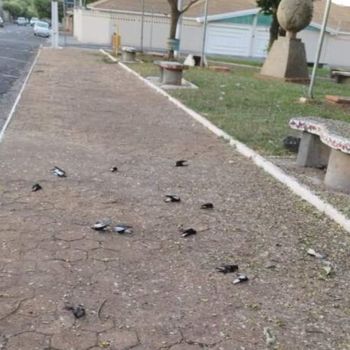 Morte de Andorinhas em Andradina: Administração Municipal desmente rumores de envenenamento