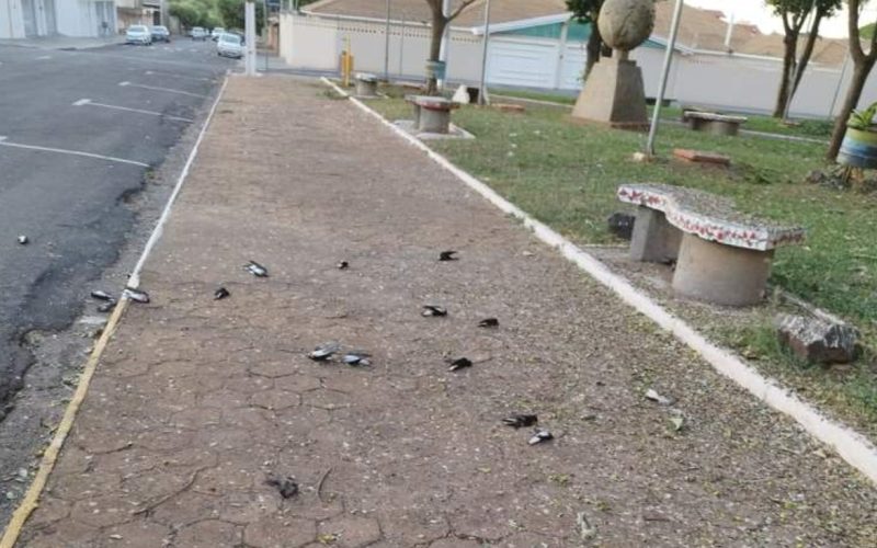 Morte de Andorinhas em Andradina: Administração Municipal desmente rumores de envenenamento