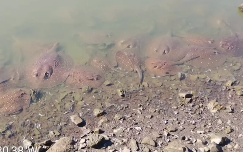 PM Ambiental investiga agrupamento de arraias no rio Tietê