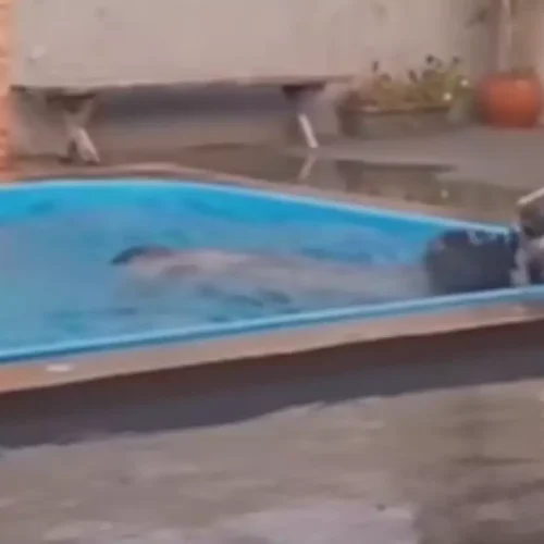 Boi invade quintal, cai na piscina e dá trabalho à vizinhança