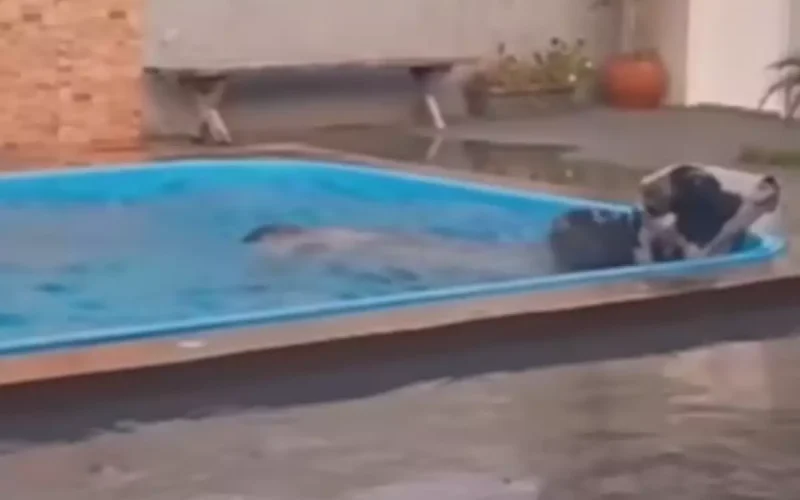 Boi invade quintal, cai na piscina e dá trabalho à vizinhança