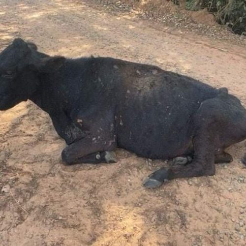 Polícia Ambiental aplica multa de R$ 15 mil por maus-tratos a gado em Castilho
